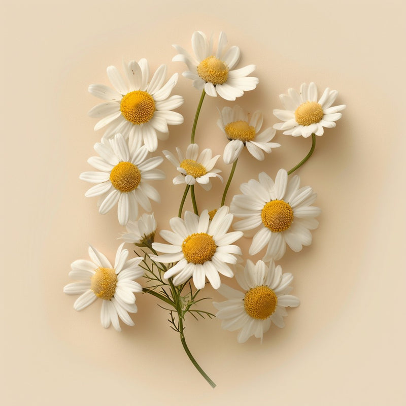 Chamomile Flower