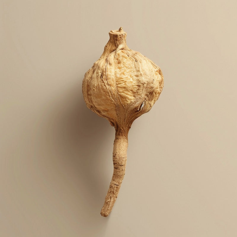 Red Maca Root
