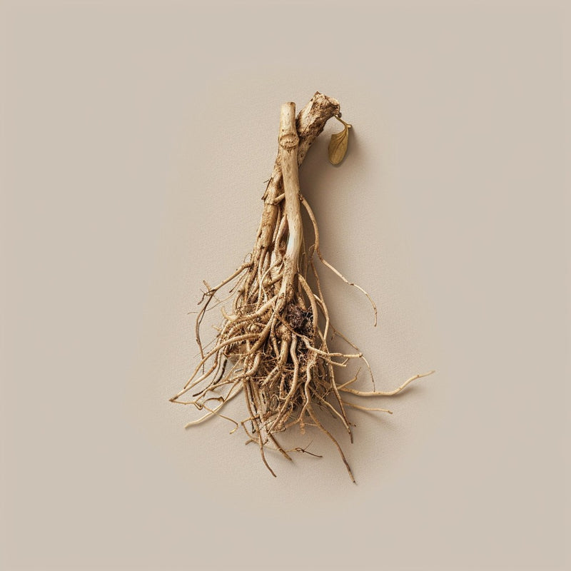 Valerian Root
