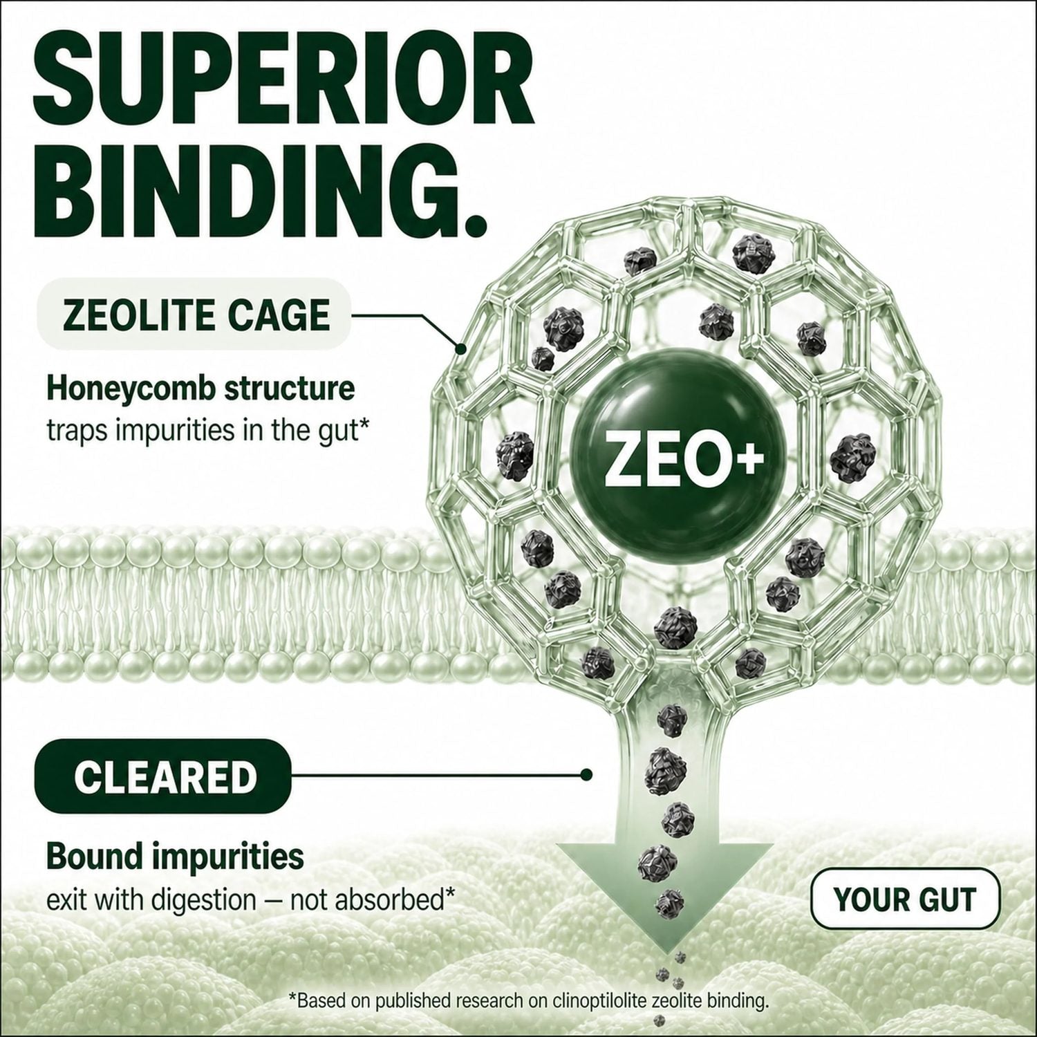 ZEOLITE+ 8-IN-1 - Clinical Breakdown 4