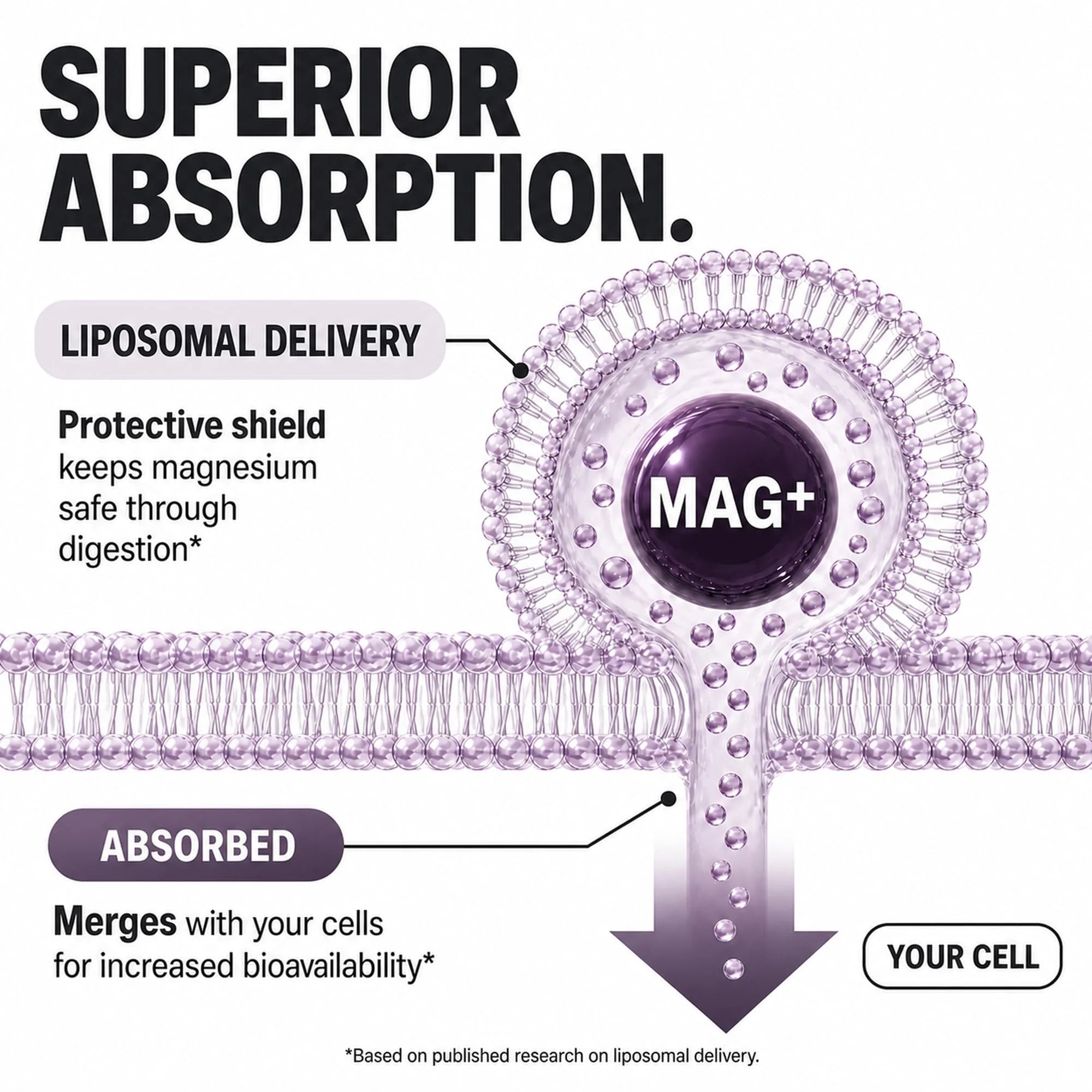 MAGPLUS+ 7-IN-1 SLEEP - Clinical Breakdown 6