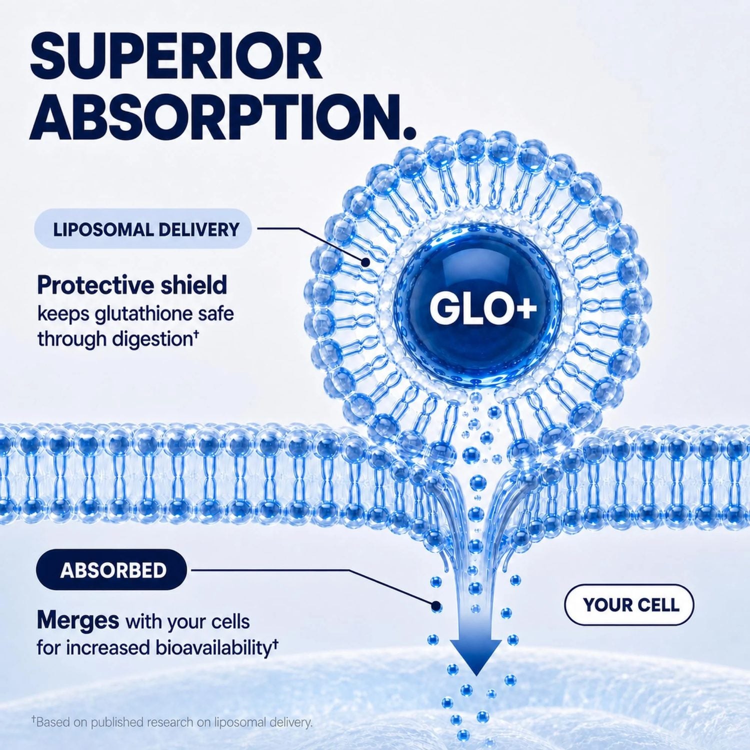 GLOPLUS+ 11-IN-1 - Clinical Breakdown 3